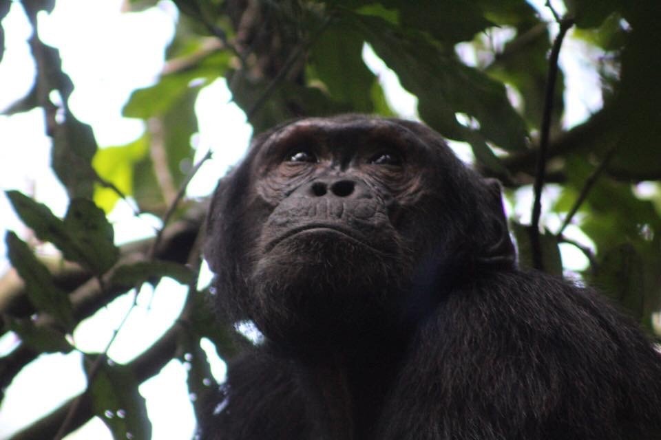 Discover Chimpanzee tracking Safaris 