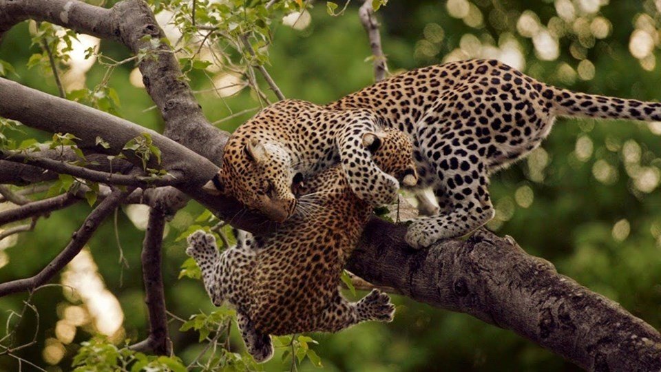 top Uganda Safari Packages, Uganda Wildlife safaris Holidays 