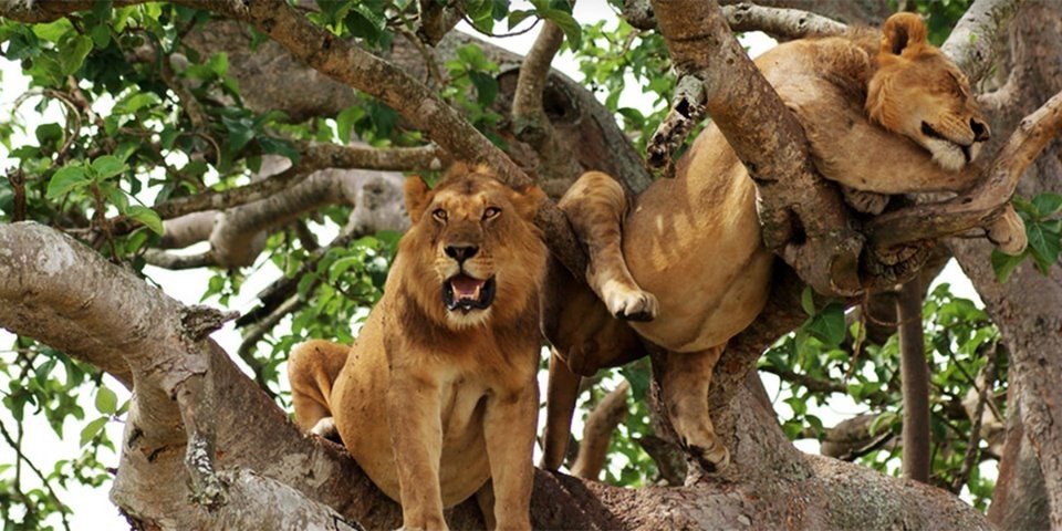8 Days Uganda wWildlife Safaris