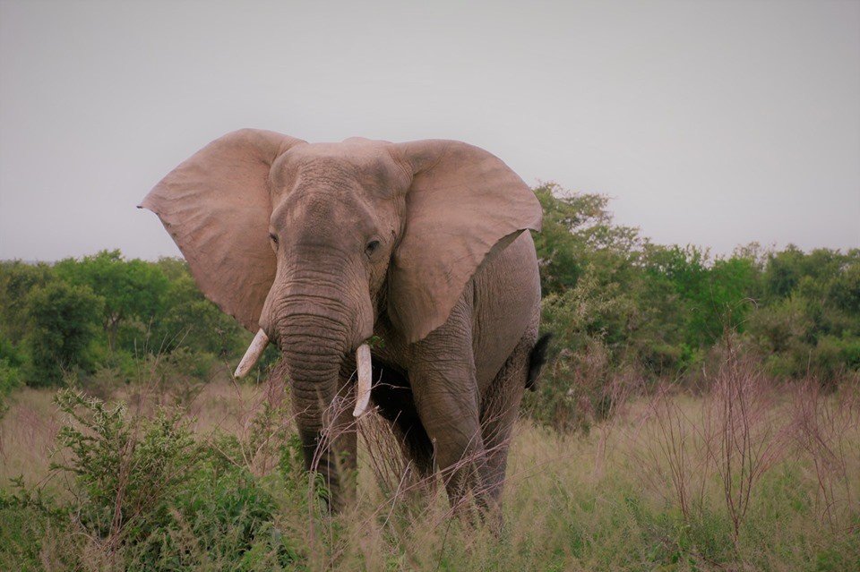 15 Days Christmas Holiday in Uganda