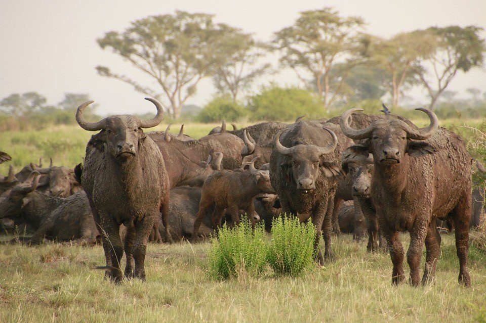 Budget Gorilla trekking Uganda