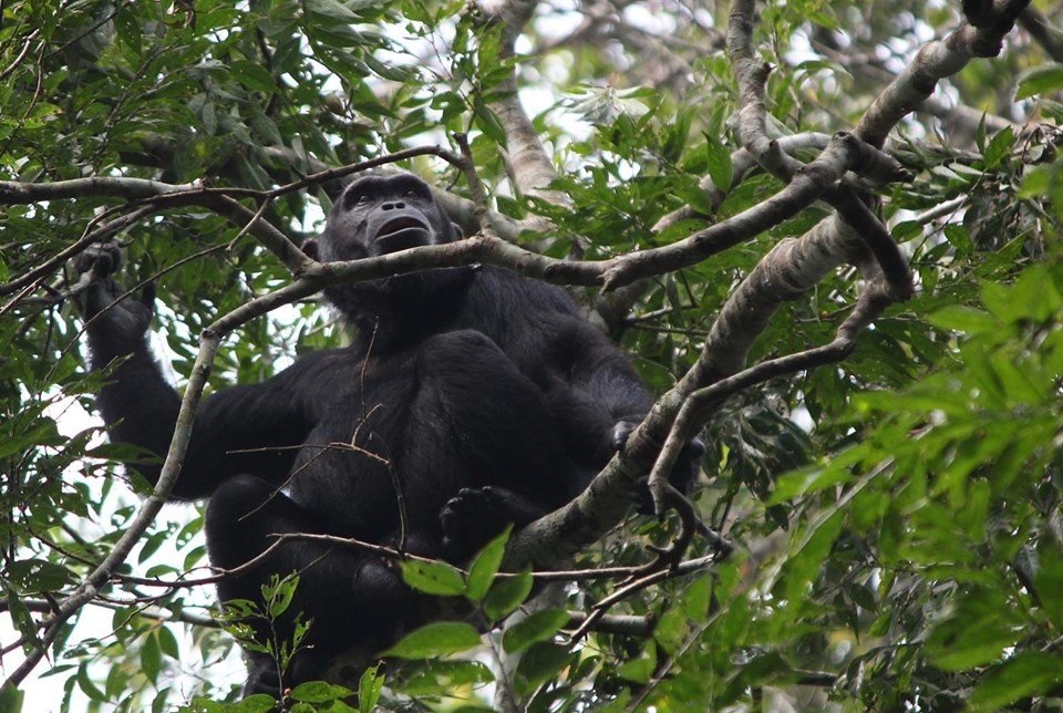 5 Days Budget Gorillas
