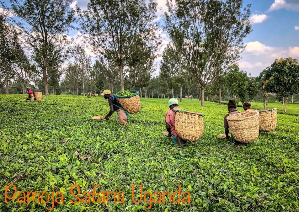 Cultural Tours in Uganda