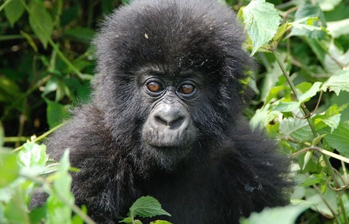 9 Days Gorillas Combined