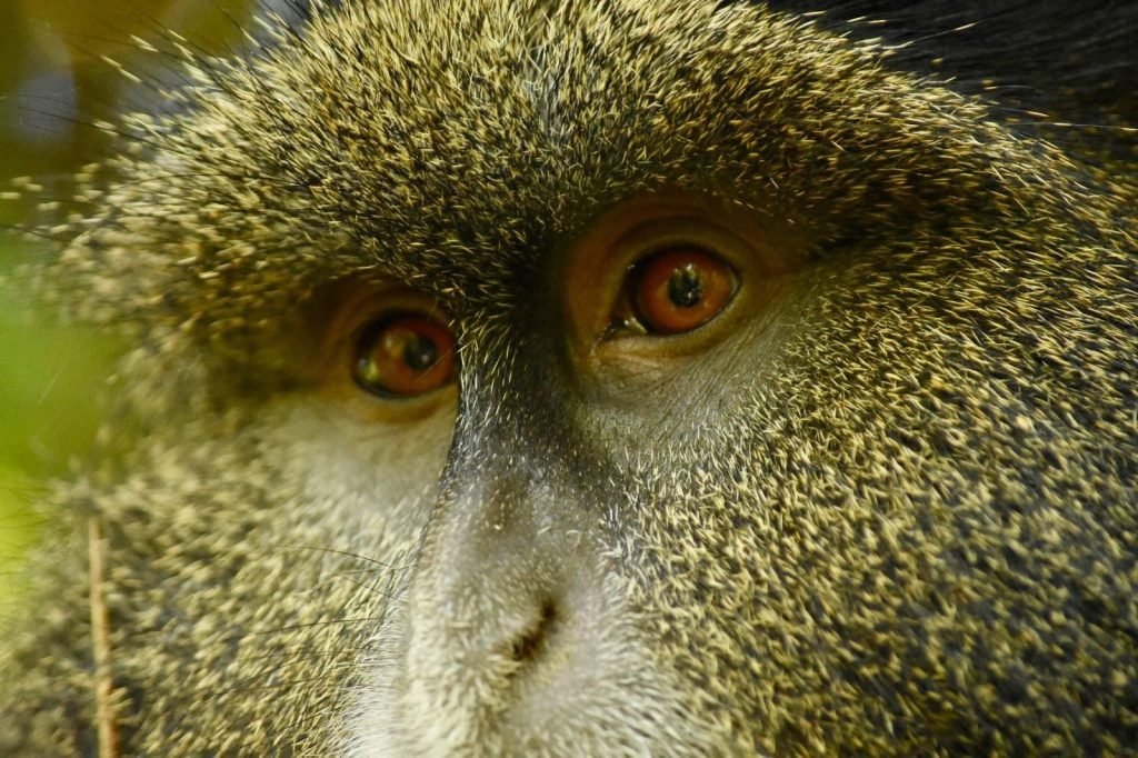 African apes
