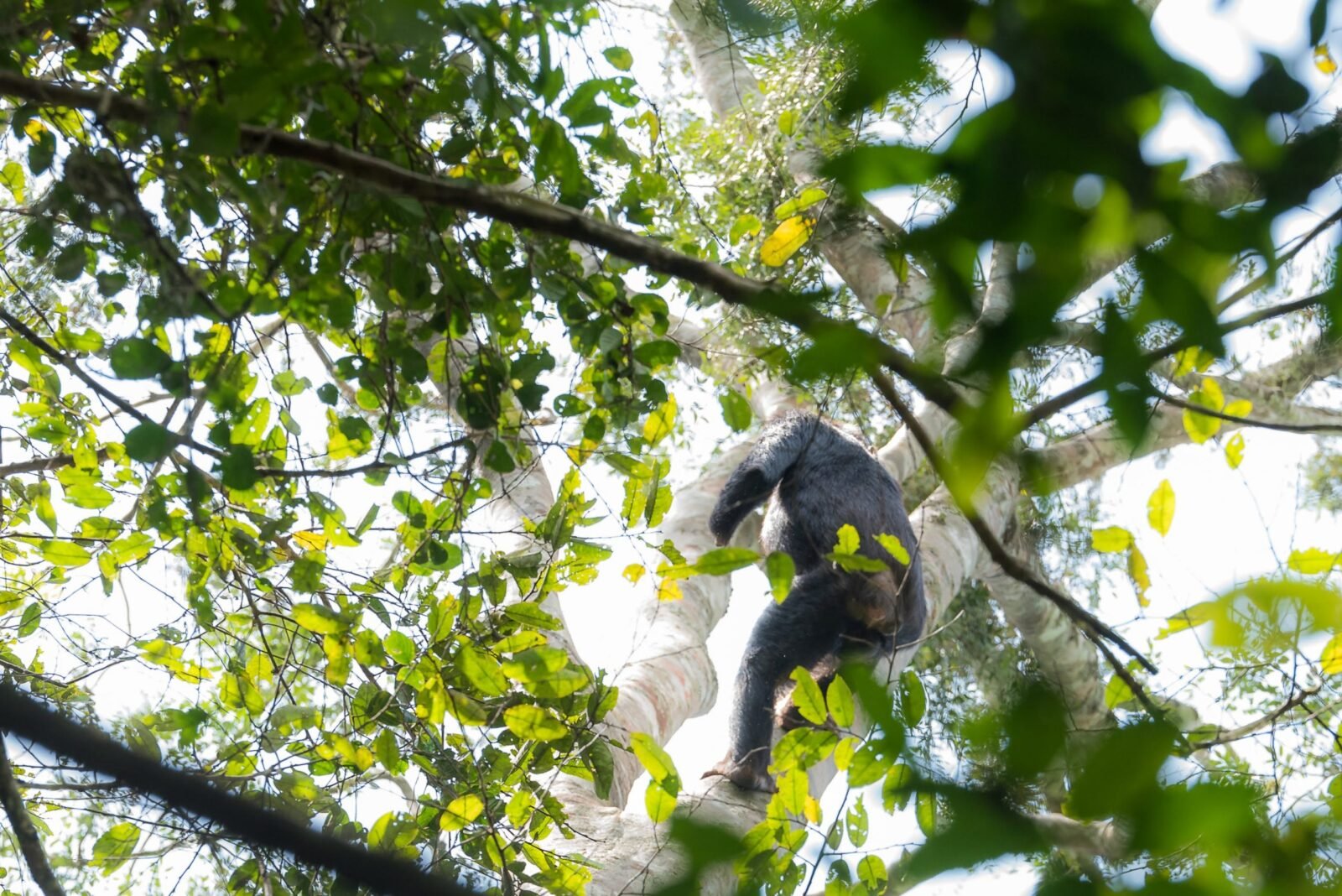 Rainforest in Africa