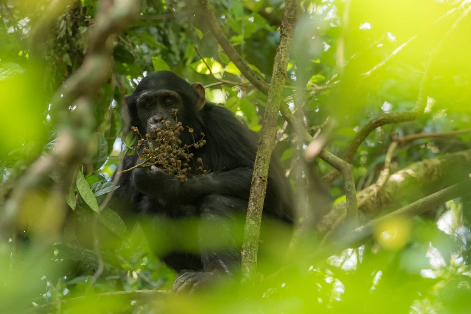 African Primates