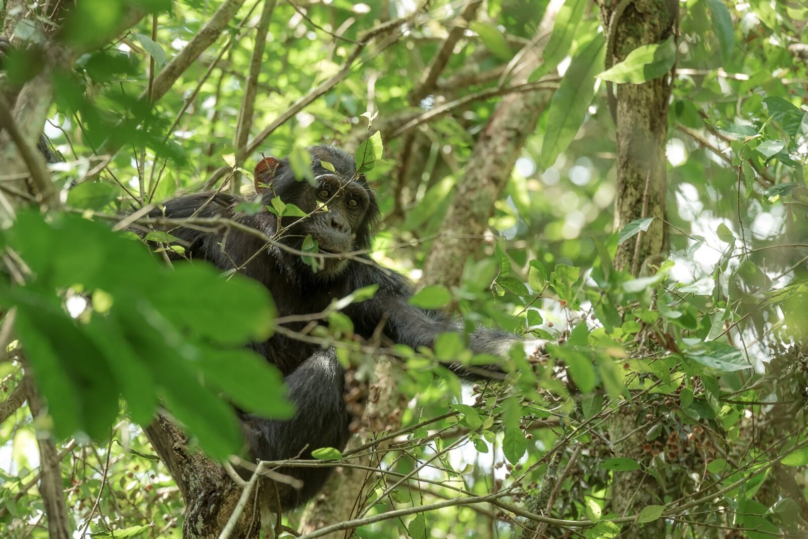 How to save a rainforest