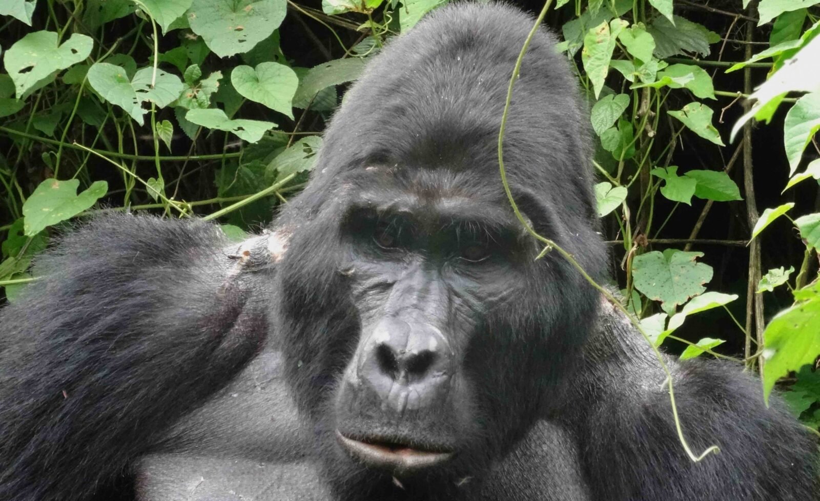 Unveiling the Fascinating World of Silverback Gorillas: A Complete Guide