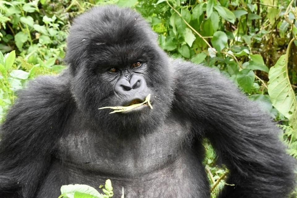 What Do Mountain Gorillas Eat