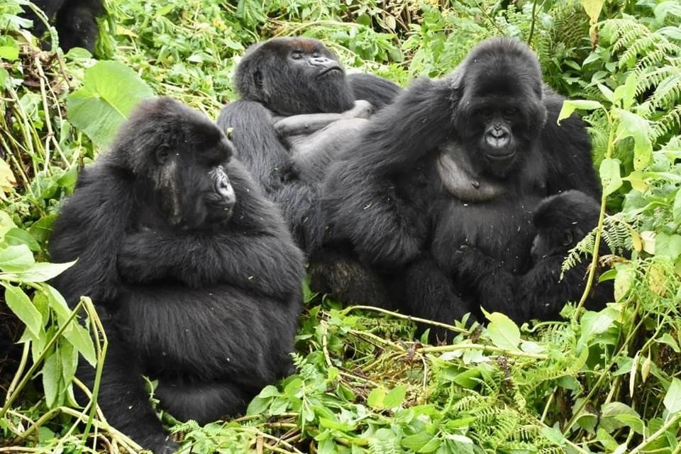 Rwanda Gorilla Families