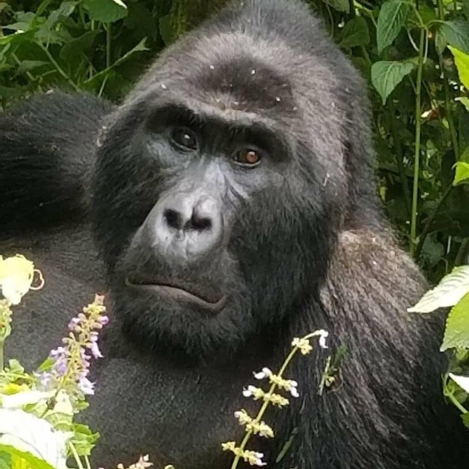 Mountain gorilla in Uganda