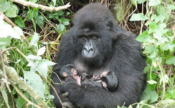 New Born gorilla in Virunga