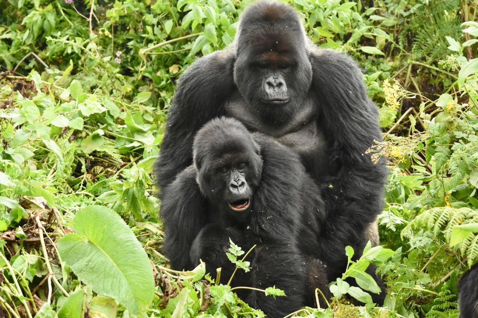 Breeding In Gorillas