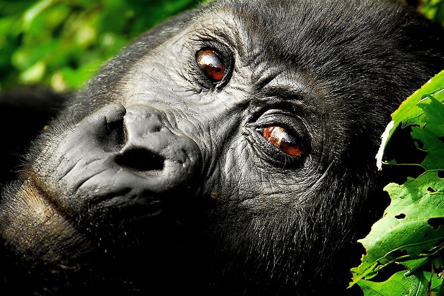 5 Essential Elements For best time for safari in Rwanda