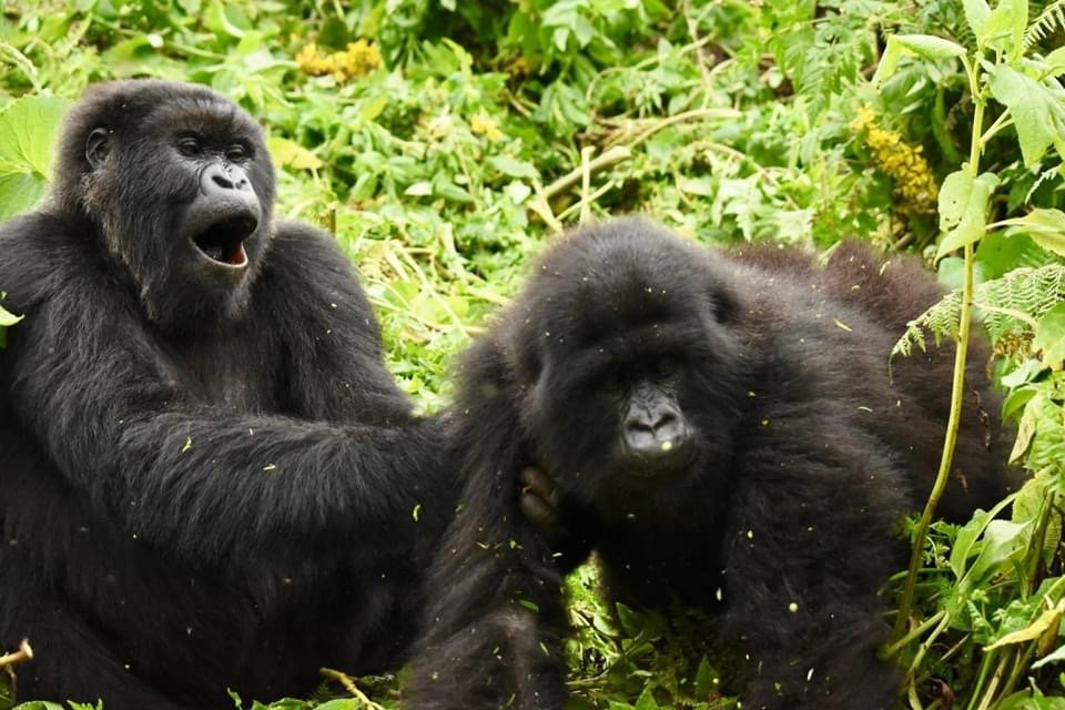 Uganda safari tours