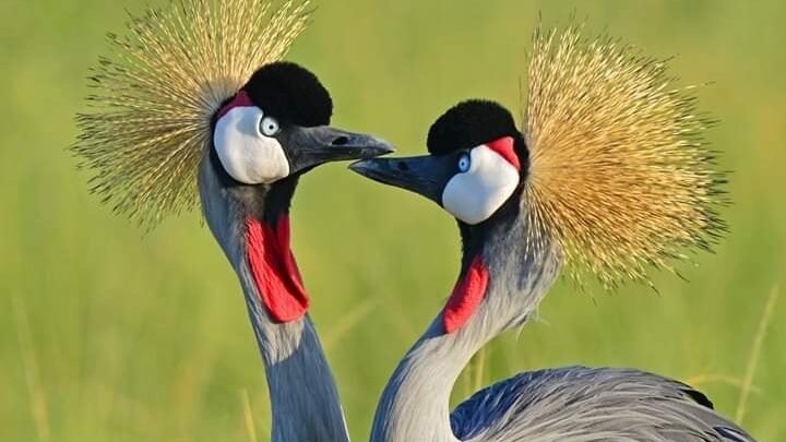 Uganda National Bird 