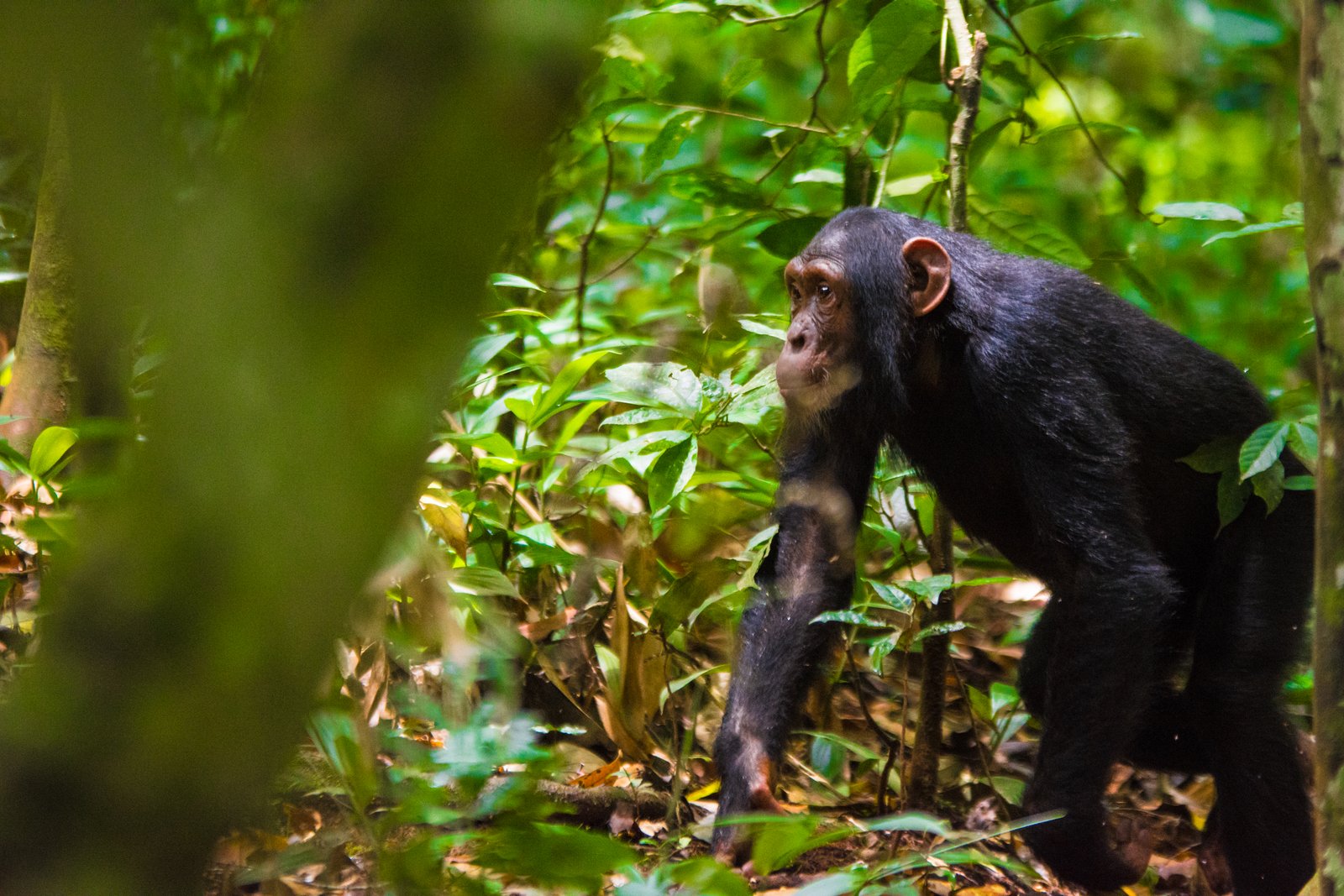 The Fascinating Facts of Chimpanzee Vocalisations