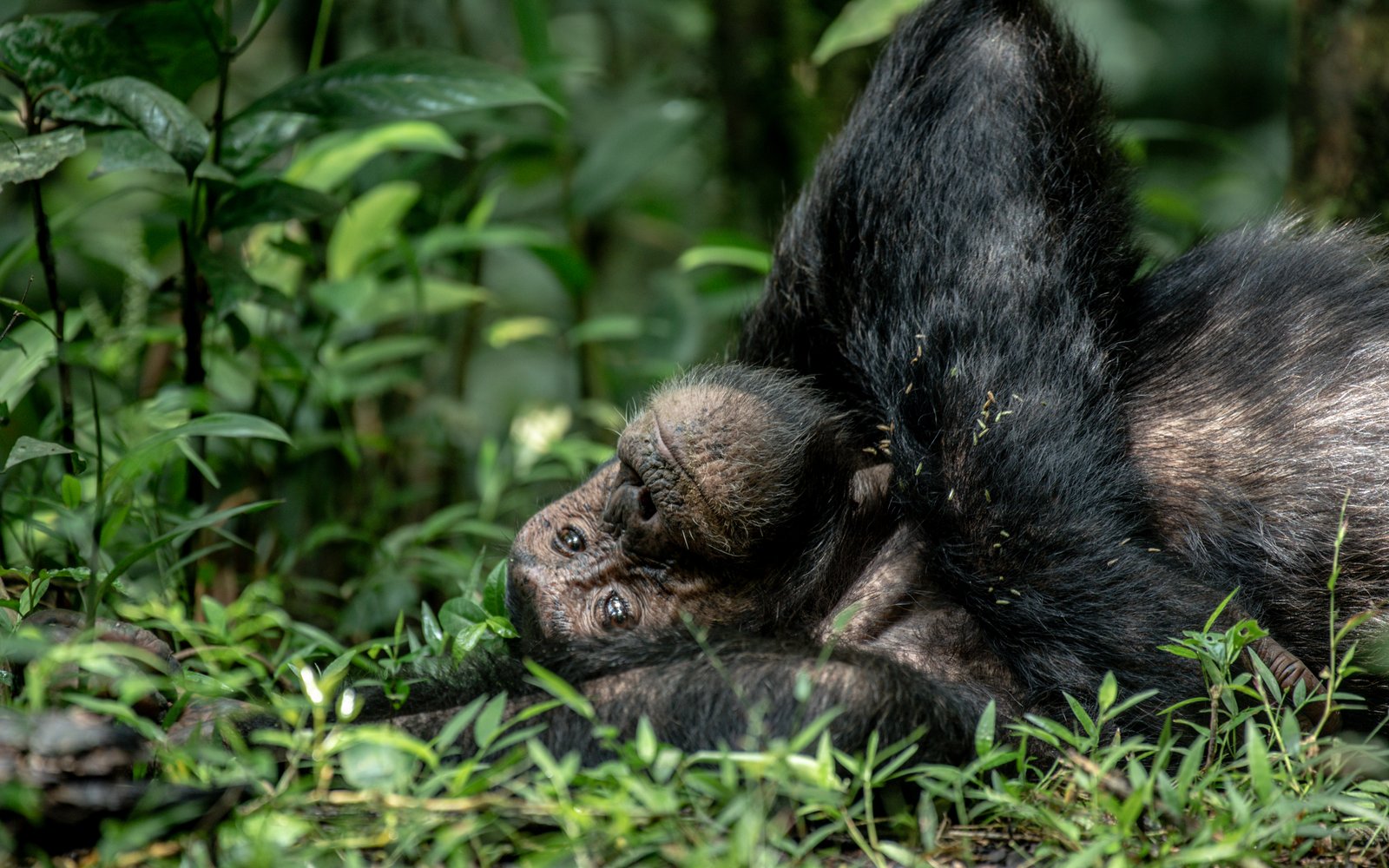 Is Chimpanzee Herbivore?