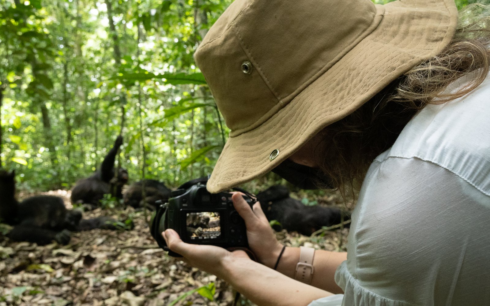 Are Chimpanzees Aggressive?: Exploring the Truth Behind Chimpanzee Aggression