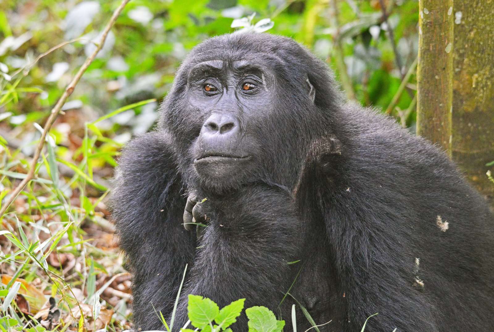 The Fascinating World of Female Gorillas