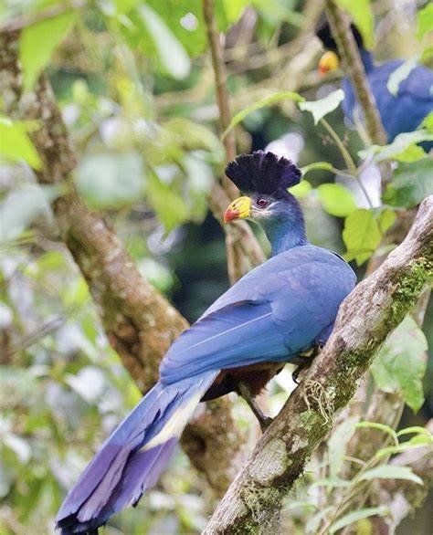 Rwanda Birding Safari