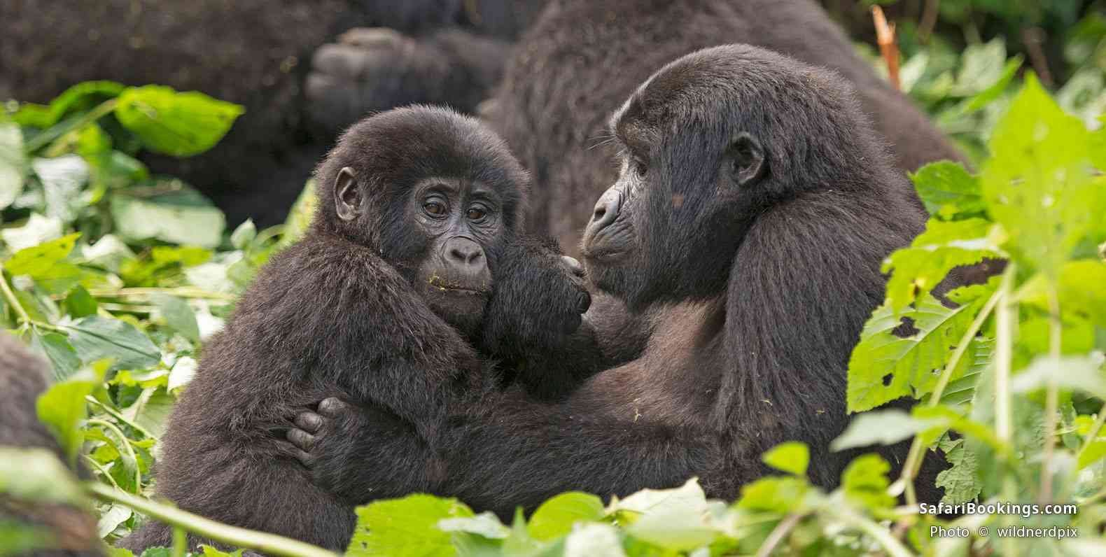 Rwanda vs Uganda Gorilla Trekking Comparisons