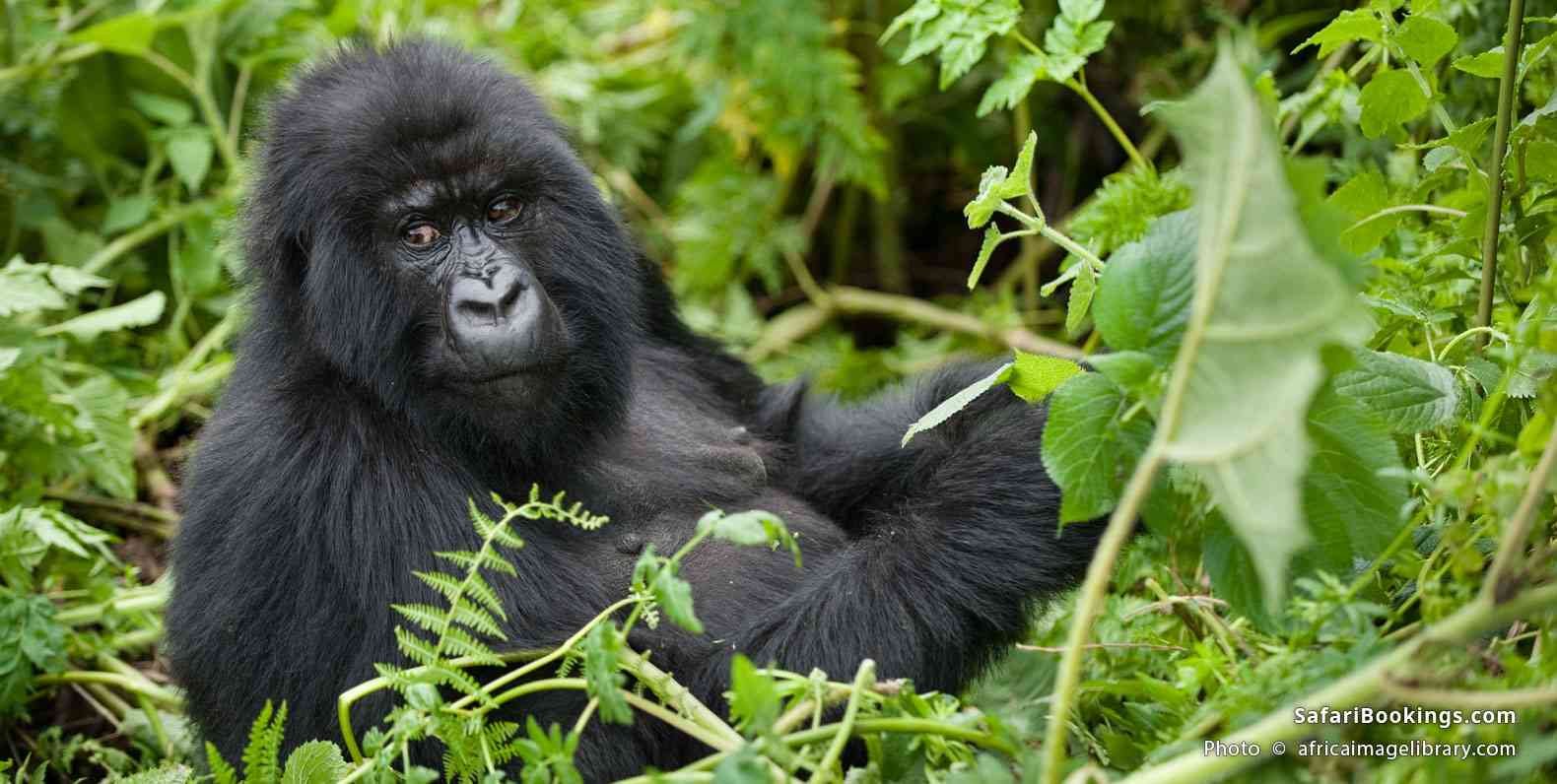 How To Get Gorilla Permits in Rwanda