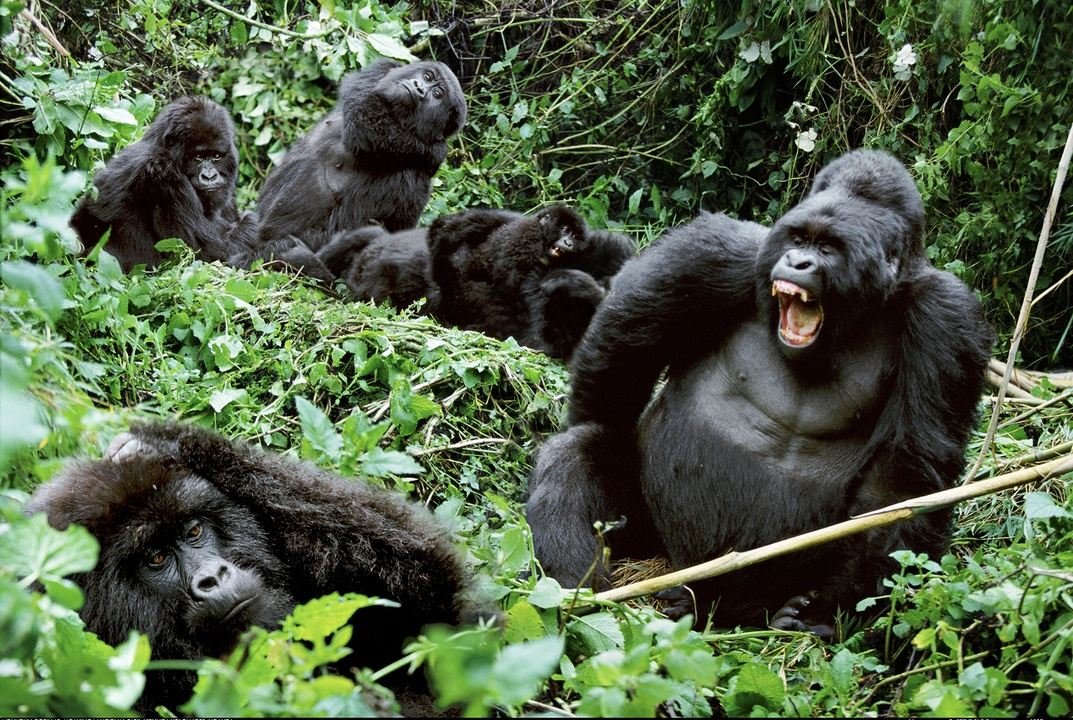 Gorilla Trekking with Children in Uganda