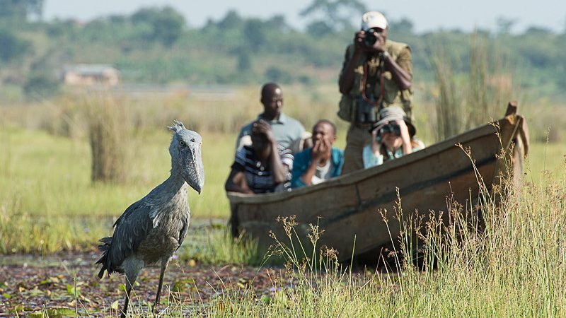 Bird Watching Safaris in Uganda