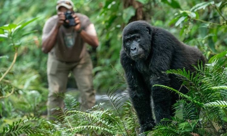 Couple Gorilla Safari Ideas in Rwanda