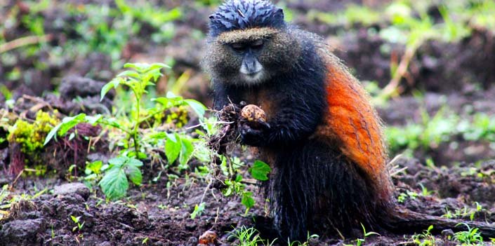 Best National Parks to Visit After Gorilla Trekking