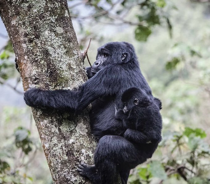gorilla-trekking-travel-checklist