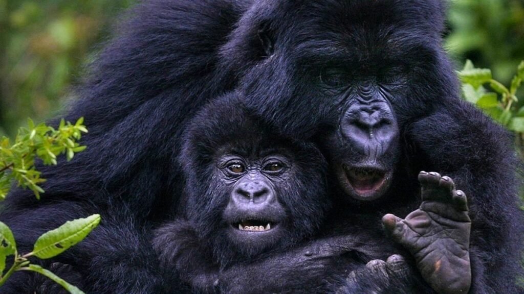 Uganda Gorilla Trekking for Students