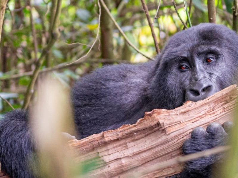Gorilla Trekking During Easter Holidays