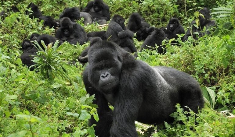 Gorilla Families in Bwindi National Park
