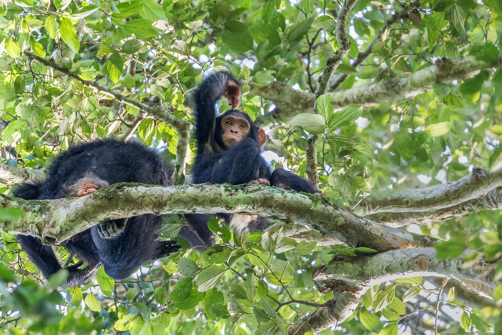 best-chimpanzee-trekking-destinations-in-uganda