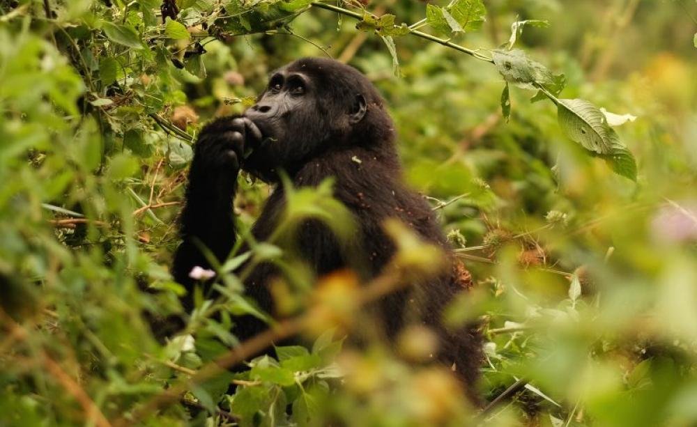Christmas Gorilla Safari Packages