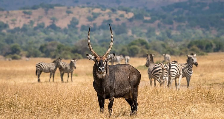 Rwanda Wildlife Safari Packages