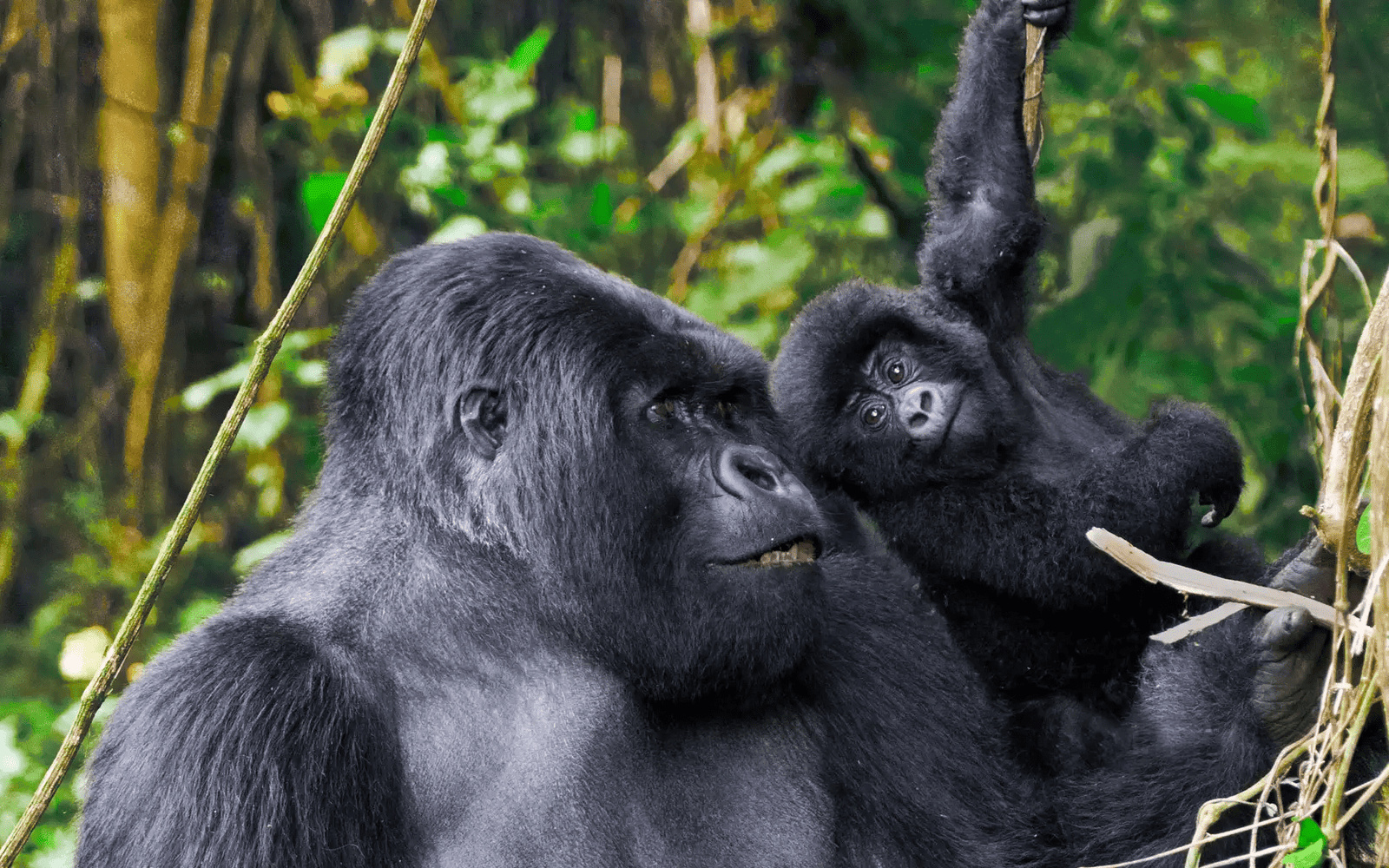 5-Day Uganda Gorilla and Wildlife Safari