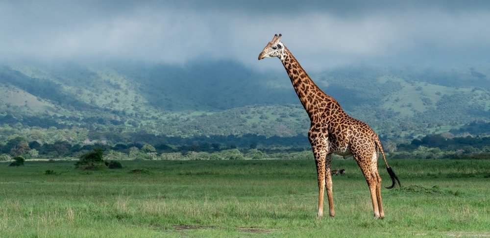 Eco-Tourism in Rwanda and Uganda