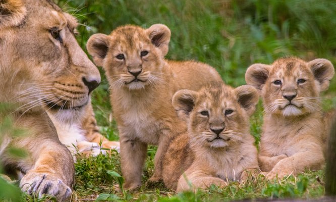 Wildlife Safaris in Akagera National Park