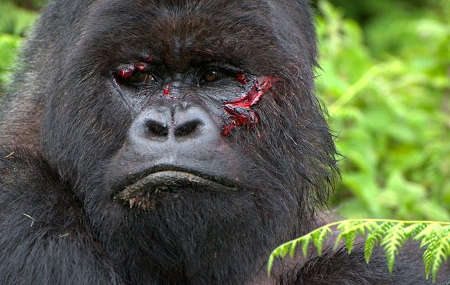Why Mountain Gorillas Are Endagered
