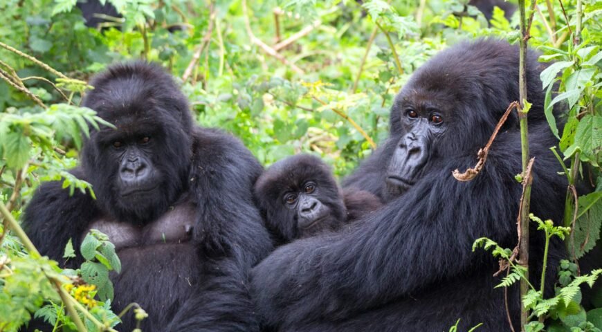 Best Time of The Year for Gorilla Trekking