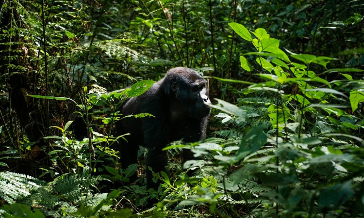 Gorilla Trekking During the Rainy Season