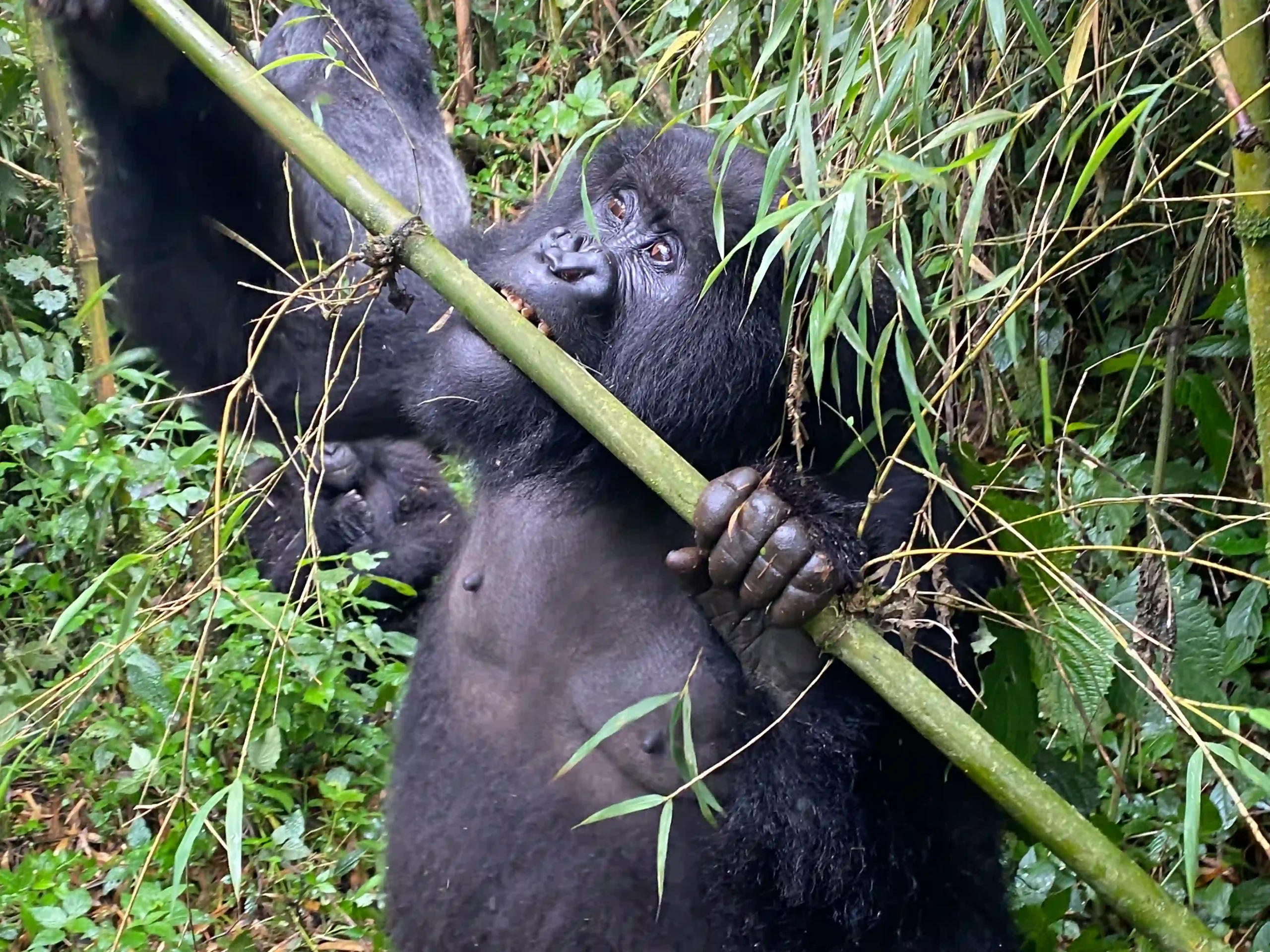 best-time-for-gorilla-trekking-in-rwanda