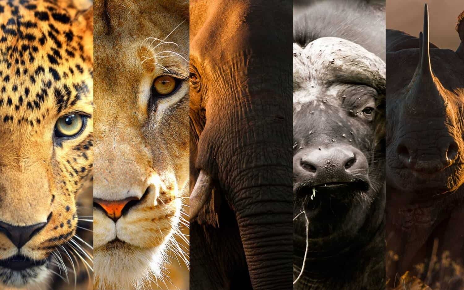 Big Five Safaris in Uganda