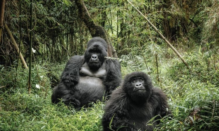 Best Safari Activities Near Bwindi National Park