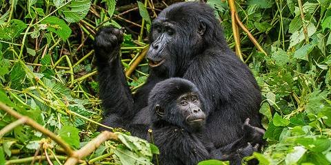 gorilla-trekking-in-buhoma-sector