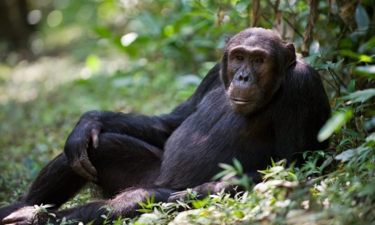chimpanzee-habituation-experience-in-uganda